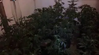 Flowering Royal Kush 2.5 weeks along. 1st LIVE STREAM