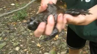 FrogZilla