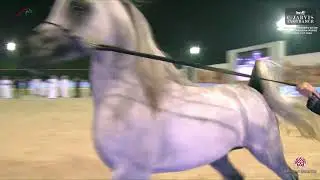 N 128 MOHARIB AL MOHANNA   Bahrain Breeders Show 2024 Emirates AHGC   Junior Colts Class 5B