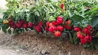Bulgor qalampirining pishib yetilish jarayoni / The ripening process of peppers