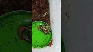 Feeding the pixie frog A worm.🐸🪱