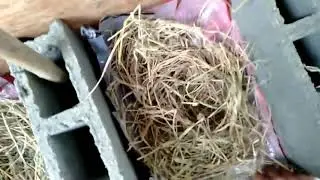 How to make muscovy duck nest