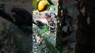 চীনা হাঁস পালন পদ্ধতি ও কি কি খাবার খাওয়া ! China hash palon poddhoti#shortsvideo #short#viralvideo