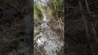 Sounds of nature  💦💖 🐾 Welsh mountain streams at Geufron Farm #staycation #travel #dogfriendly