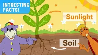 Interesting Facts About Soil & Sunlight!