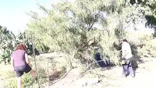 Pruning Amla/Mallaca tree (Phyllanthus emblica) - Exotic fruit tree trimming