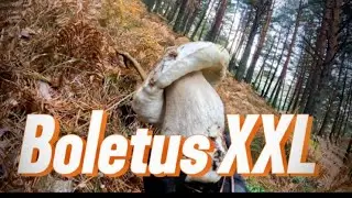 Boletus edulis 2024. Como y dónde encontrar boletus XXL, explosión de hongos en el pinar.
