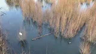 Saufang Weiher In Friedrichsthal Bildstock