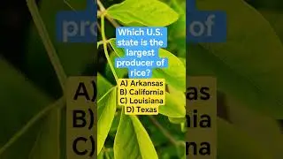 Which U.S. state is the largest producer of rice?