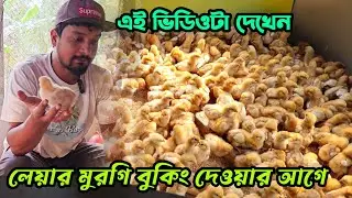 কেন আমরা লেয়ার মুরগির জিরো বাচ্চা বিক্রি করি না