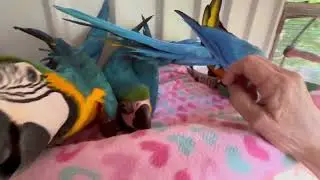 Most Beautiful Macaw Parrot Babies 