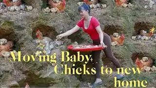 Separating Baby Chicks from the Nest | Mountain Woman&rsquo;s Simple Farm Life #simplelifevibes #farming