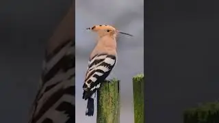 #hoopoebird  #amazinglion #natureandhisbeautifulthings