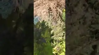 Kosher Kush outdoor cannabis. almost ready for harvest