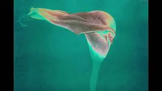 Take me to the end ~ In memory of Christopher Hnottavange