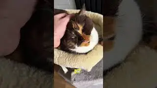 Cat Bliss #CatLovers #CuteCats #CatBliss #PetVideo #CatShorts #shorts