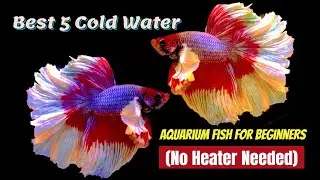 Best 5 Cold Water Aquarium Fish for Beginners! (No Heater Needed)