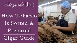 How Tobacco Is Sorted & Prepared For Rolling Into Premium Cigars By Davidoff