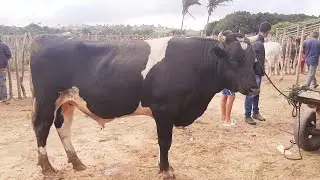 FEIRA DO GADO SÃO BENEDITO CEARÁ 27/12/25