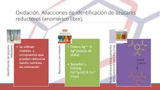 REACTIVIDAD B&Aacute;SICA DE CARBOHIDRATOS