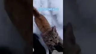 Help #catvideos #cat #dogshorts  #lifestyle #vlog