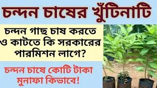 Sandalwood Cultivation/Chandan Gach Chas#geoedututorial#