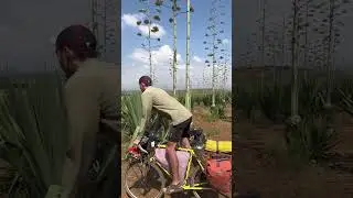 Day 218 of cycling across Africa - Agave on the hunt for Mezcal