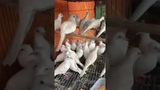 Burung Perkutut PUTIH untuk di jual