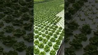 Air circulation in a hydroponic greenhouse. #hydroponics #hydroponicfarming #hydroponiclettuce