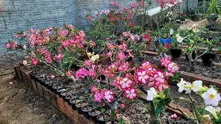 Muitas flores aqui no viveiro. 