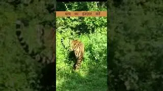 National animal on the mark🐅⚡ #tiger #animals #wildlifephotography #wildlife #shortsfeed #bigcat