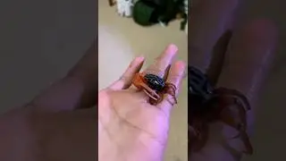 Meet MY NEW PET CRAB!