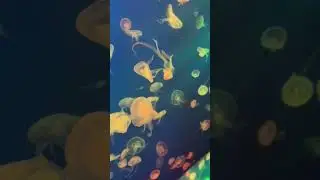 #music #dance #aquarium #sea #travel