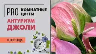 Антуриум Джоли | Обзор сорта | Розовый цветок-фламинго. Комнатное растение для дома и офиса.