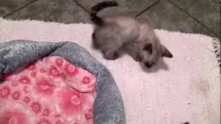Snow charcoal and melanistc bengal kittens