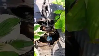 Daily addition,water feature, what a tropical garden needs #tropicalgarden #waterfeature #shorts