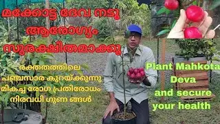 മക്കോട്ട ദേവ ഷുഗർ രോഗത്തിനും, രോഗപ്രതിരോധത്തിന്നും,ആരോഗ്യം നിലനിർത്തുവാനും#makhota deva#herbal plant