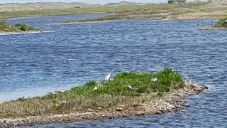 Sandwich terns at rye harbour nature reserve 