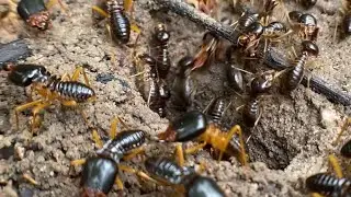 Termite Behavior: The Signs You're Being Invaded