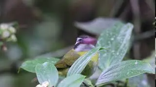 Chlorospingus pileatus (Chlorospingus pileatus)