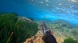 Chasse sous-marine M&eacute;diterran&eacute;e Hiver 2025 - Var