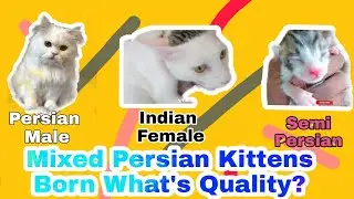 Local Cat Cross with Persian Male Results | Mixed Persian Cross Persian Cat | Riyaz Korbu
