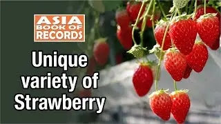 Unique variety of Strawberry | Asia Book of Records