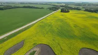 Beautiful Canola Fields, Butterflies and Long Straight Roads in the Alberta Prairie Farmlands