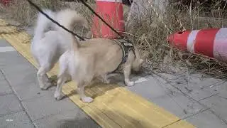 SEORI&WANDU feeling strange events in a strange world┃신기한 세상에서 신기한 이벤트를 느끼는 완두와 서리┃251029P_DogVlog