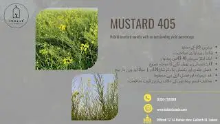 HYBRID MUSTRAD 405|Inbaat Seeds PVT LTD #SERVINGAGRICULTURE #agriculture #hybrid #brassica #oilseed