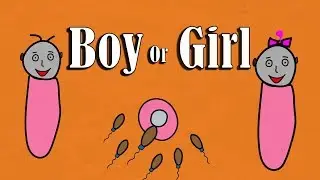 What decides the gender of a baby ?