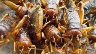 eat insects , eat strange , food local food #asian #asianlife