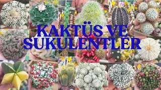 Muhteşem Kaktüs  Sukulentlere Sahip Olmak İSTERMİSİNİZ /Hayırlı Bayramlar