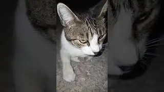 NI&Ntilde;A!!🐱FLYCAT.